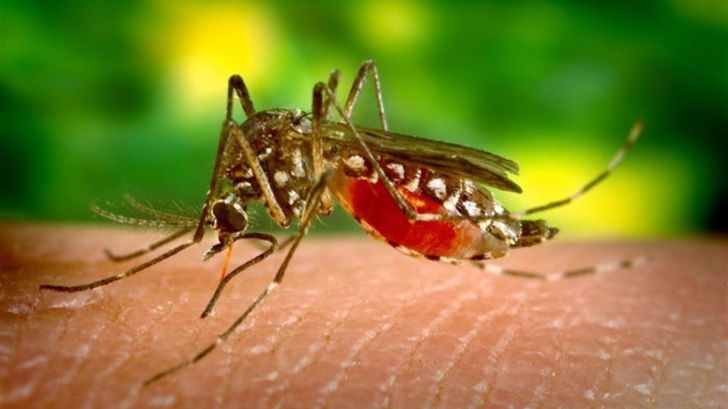 Analiza las claves del virus del Zika