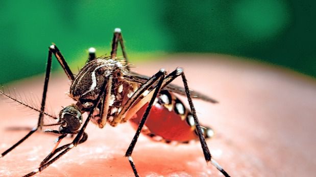 Durante el verano se espera más casos de zika importados