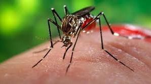 Acciones de prevención y sensibilización contra el virus Zika en América Latina