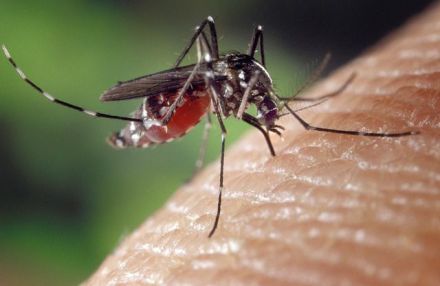 Sanidad confirma tres casos de personas infectadas por el virus dengue