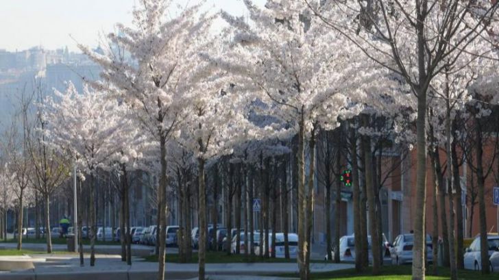 Un estudio señala que más árboles en grandes ciudades evitarían cientos de muertes prematuras al año