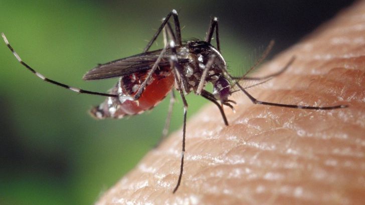 ¿Puede el mosquito tigre transmitir el coronavirus?