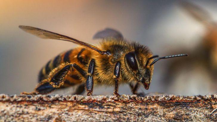 El veneno de las abejas puede destruir las células agresivas del cáncer de mama