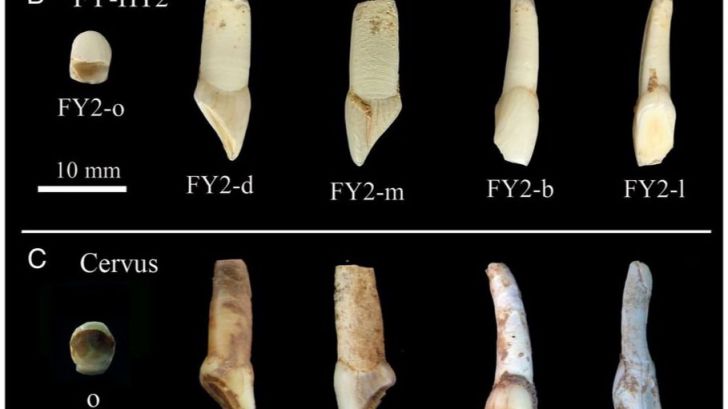 ¿Extraer ADN humano de un diente que no es humano?