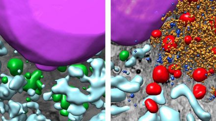 En 3D: Así cambian las células pulmonares a lo largo de la infección por SARS-CoV-2