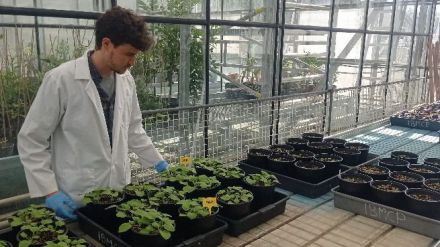 Nanopartículas contra el SARS-CoV-2 a través de plantas