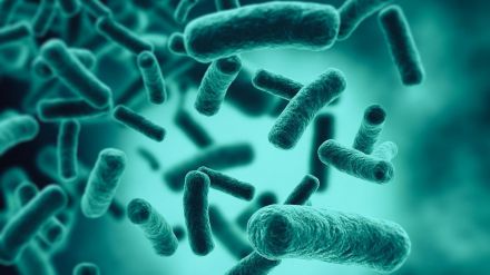 La microbiota influye en la inteligencia