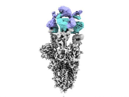 Proteína Spike del virus SARS-CoV2 (en gris) con el nuevo anticuerpo unido (cadena pesada en azul y ligera en violeta)