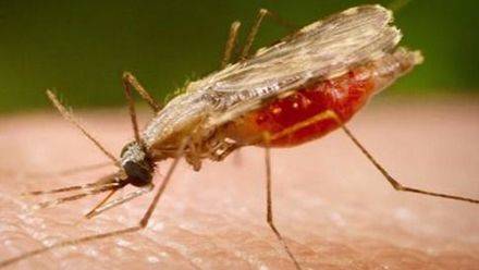 La eliminación de la malaria progresa significativamente en Mozambique