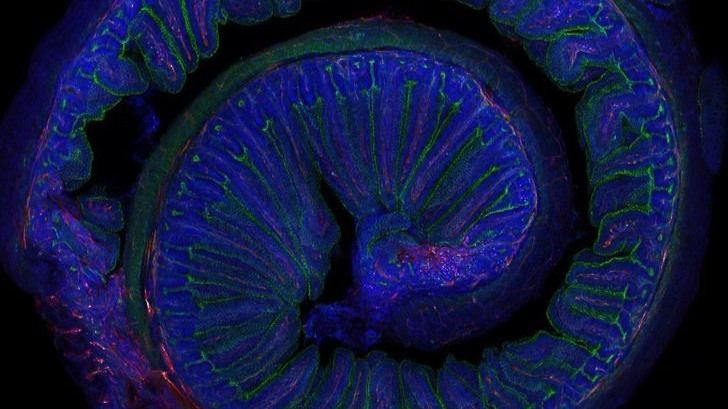 El ejercicio moderado mejora la memoria gracias a la microbiota, según el CSIC