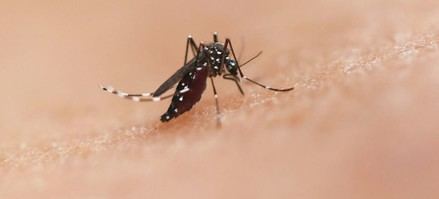América Latina necesita intensificar el control de vectores por brotes de chikunguña y Oropouche