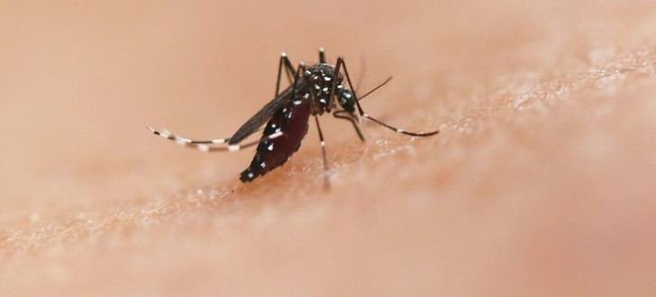 América Latina necesita intensificar el control de vectores por brotes de chikunguña y Oropouche