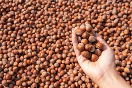 El consumo diario de frutos secos mejora la calidad del semen en hombres