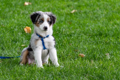 El Ministerio de Derechos Sociales lanza los Premios Nacionales de Protección Animal