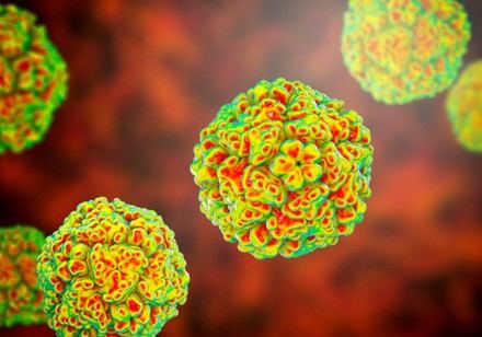 Identifican debilidades en enterovirus para desarrollar nuevos antivirales
