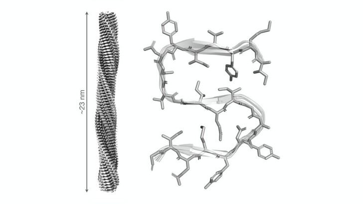 Científicos españoles revelan la estructura de una proteína clave en la muerte celular relacionada con enfermedades neurodegenerativas