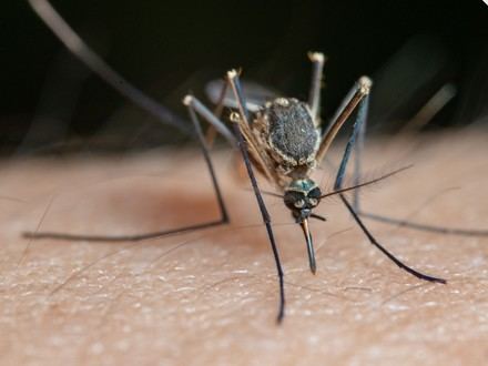 El Ministerio de Sanidad impulsa la vigilancia de mosquitos con ayuda ciudadana