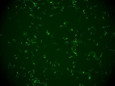 Descubren en gusanos un mecanismo que les permite recordar infecciones virales para combatir reinfecciones
