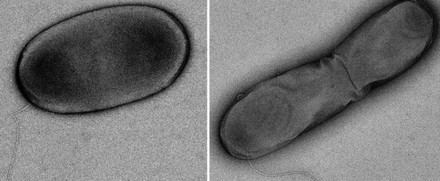 Descubren dos nuevas especies de Legionella en sistemas de agua artificiales
