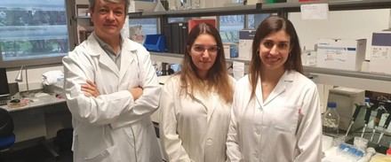 Descubren la importancia del gen STIM1 en la salud mitocondrial celular