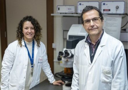 Descubren nuevo regulador genético en la distrofia miotónica tipo 1