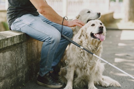 Perros de asistencia tendrán acceso garantizado a espacios públicos en toda España