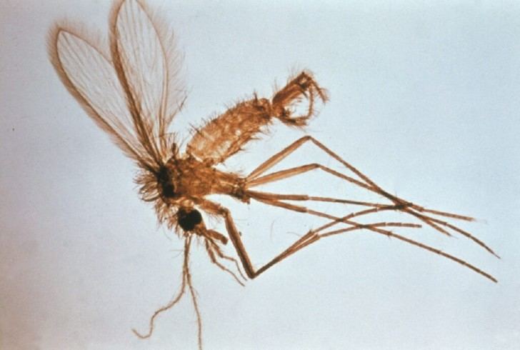 Grandes avances en biomarcadores de leishmaniasis visceral revelados por científicos del ISCIII