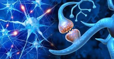 La neuroplasticidad: la capacidad sorprendente del cerebro para adaptarse