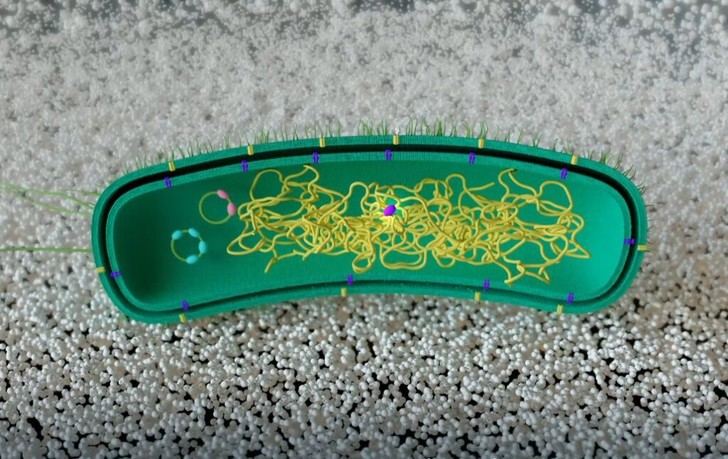 Bacterias reprogramadas logran degradar plásticos sin ADN externo