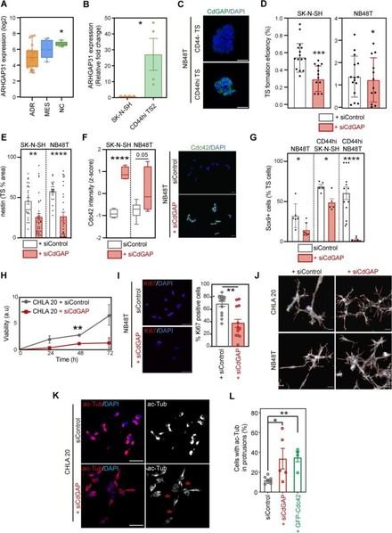 Investigadores del IBiS descubren nuevos factores que influyen en la agresividad del neuroblastoma infantil