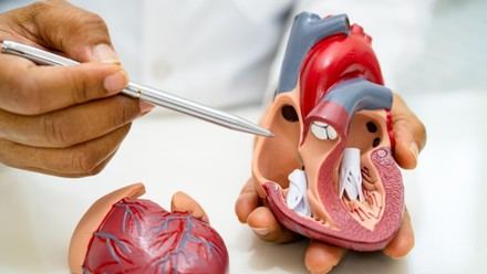Investigadores identifican nuevos marcadores para evaluar el riesgo en pacientes con miocardiopatía dilatada