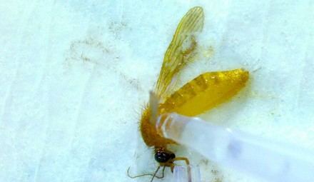 El ISCIII inaugura un insectario de bioseguridad para investigar enfermedades transmitidas por mosquitos