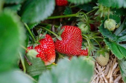 Crean bioenvases alimentarios a partir de residuos de fresas en proyecto europeo