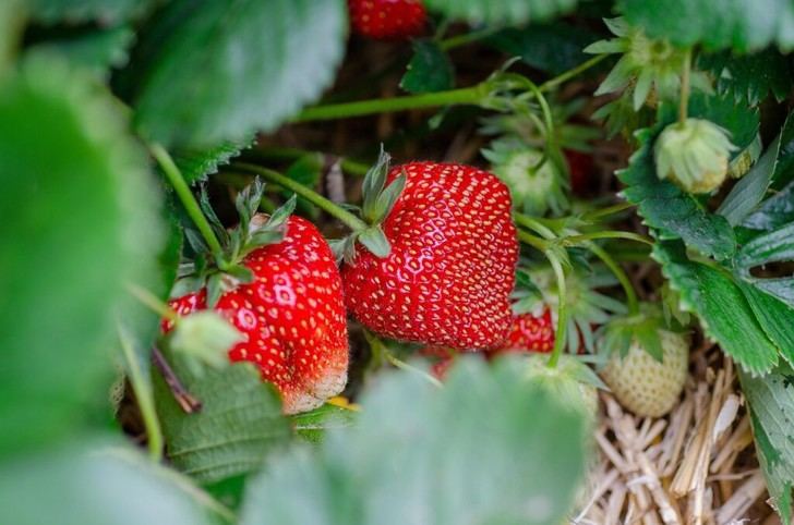 Crean bioenvases alimentarios a partir de residuos de fresas en proyecto europeo