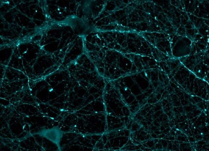 Desarrollan un sensor biológico que mide la actividad de una proteína vital para la memoria y el corazón