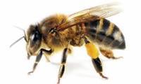El secreto de la abeja