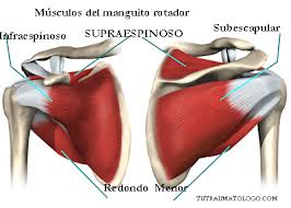 Consejos para la cura del manguito rotador