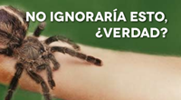 La campaña del Euromelanoma