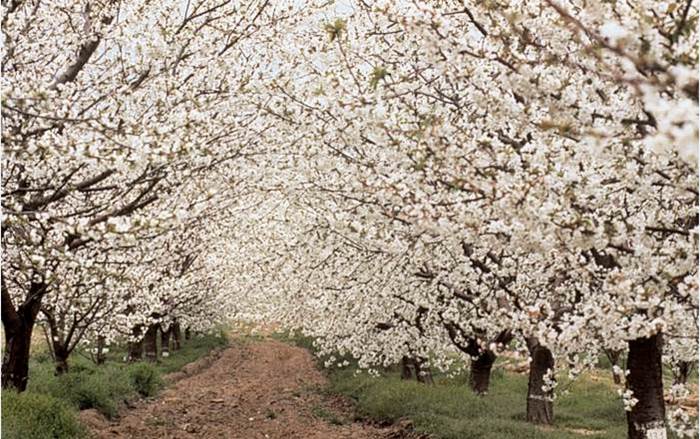 La Cereza del Jerte, el complemento ideal de la dieta de los niños