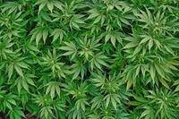 Expertos alertan de los daños orgánicos que produce el cannabis
