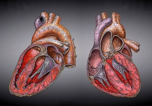 Una técnica pionera que repara la válvula mitral sin necesidad de cirugía invasiva