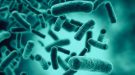 La microbiota influye en la inteligencia